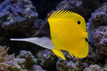 Forcipiger longirostris Цхелмон са дугом кљуном
