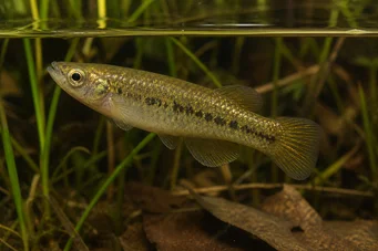 Fundulus chrysotus Килли са златним ушима