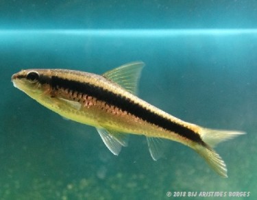 Garra cambodgiesis Пиеррес Лицк