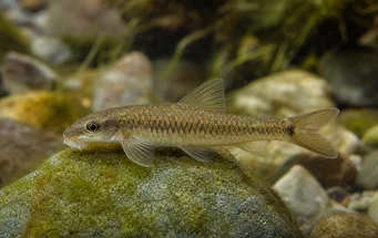 Garra cambodgiesis (Пиеррес Лицк)