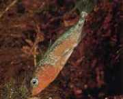 Gasterosteus aculeatus l... Приврженост