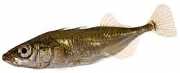 Gasterosteus aculeatus Три -Тороугхб...
