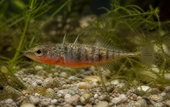 Gasterosteus aculeatus