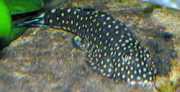 Gastromyzon punctulatus Пункциони ло�...