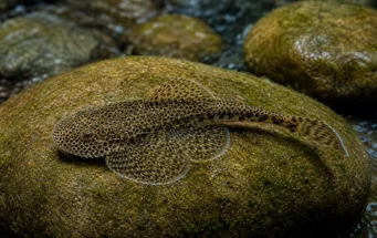 Gastromyzon punctulatus (Пункциони лоцхе)