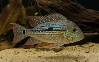 Geophagus daemon (Геопхагус даемон)