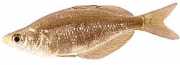 Glossolepis incisus НОВА ГУИНЕА Р...