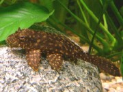 glyptoperichtys joselimaianus Л001