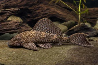 glyptoperichtys joselimaianus (Л001)
