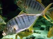 Gnathanodon speciosus Плакат