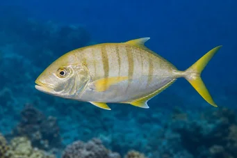 Gnathanodon speciosus Плакат