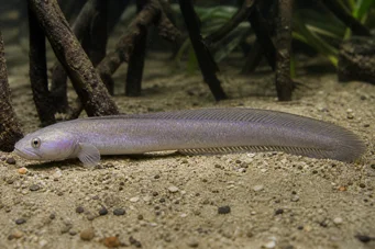 Gobioides peruanus (Гобие-ангал)