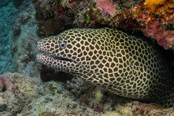Gymnothorax favagineus Леопард зид