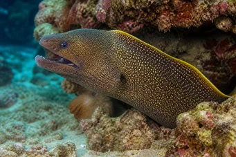 Gymnothorax flavimarginatus Жути ивица зида