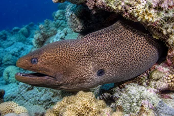 Gymnothorax javanicus Џиновски зид