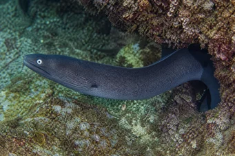 Gymnothorax monochrous Сива зид