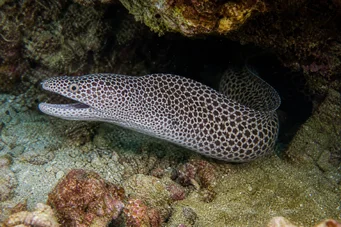 Gymnothorax rueppelliae Жути наглавље