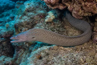 Gymnothorax undulatus Валовит зид