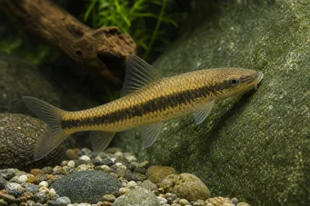 Gyrinocheilus aymonieri (Гирино, Гирино Албинос)