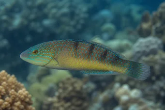 Halichoeres sp (Халицхоерес сп)