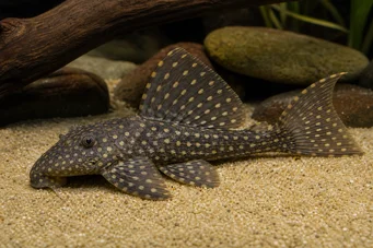 Hemiancistrus annectens