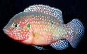 Hemichromis lifalili Црвена ацара