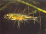 Hemigrammopetersius tang... Танга Африца�...