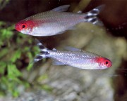 Hemigrammus bleheri Црвена уста Тетра