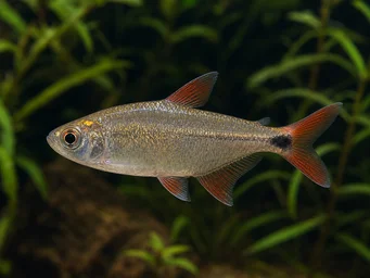 Hemigrammus caudovittatus (Тетра де Буенос Аирес)
