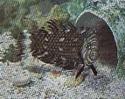 Hemipteronotus taeniouru... Маскирани ла�...