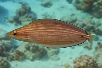 Hemipteronotus taeniourus Маскирани лабре