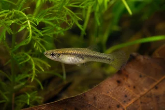 Heterandria formosa Риба од комараца