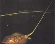 Himantura oxyrhynchus Индо-аустрал�...