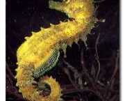 Hippocampus guttulatus Медитерански...