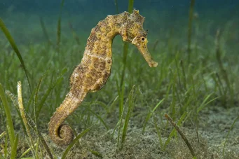Hippocampus guttulatus (Медитерански хиппокампус)