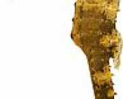 Hippocampus kuda Позлаћени хи�...