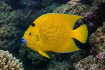 Holacanthus trimaculatus Три тачке