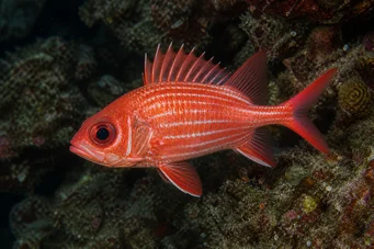 Holocentrus diadema (СИПЕД војник)