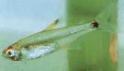 Holoshestes pequira Наранџаста мрља тетра