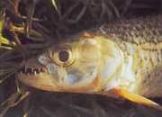 Hydrocynus vittatus Цхарацин-Тигре