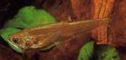 Hydrolycus scomberoides Тетра-Лоуп, Цхарацин-Тигре