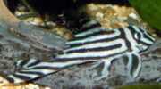 Hypancistrus zebra Плецо зебра