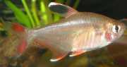 Hyphessobrycon bentosi bentosi Бентоси