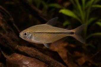 Hyphessobrycon copelandi (Тетра де Цопеланд)