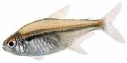 Hyphessobrycon heterorhabdus Белгијска застава