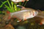 Hyphessobrycon ornatus Тетра Адорно