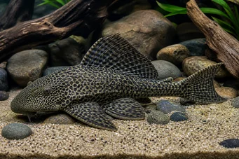 Hypostomus grandiosus (Плецо Леопард)
