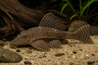 Hypostomus multiradiatus (МултиРадиатус Хипостомус)