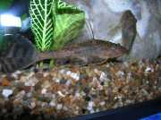 Hypostomus plecostomus Плецо, Перилица, сиса