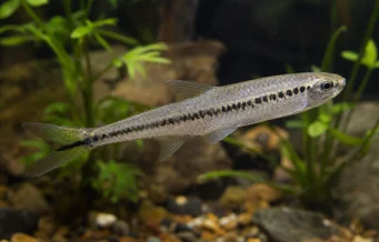 Iguanodectes spilurus Тетра-уље